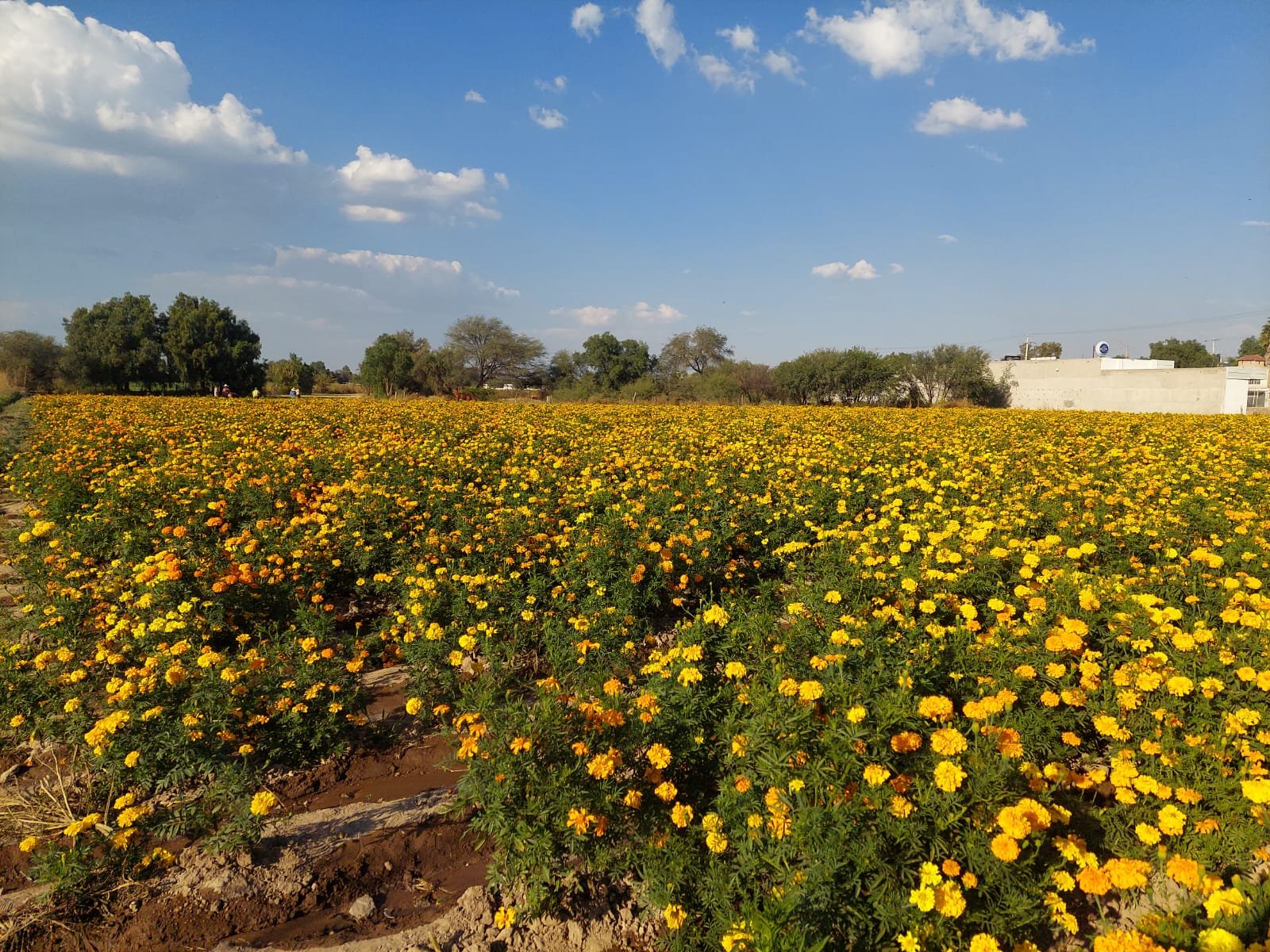 Campo de flores de cempasúchil