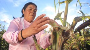 Día Internacional de las Mujeres Rurales: ¿qué es y por qué es tendencia?