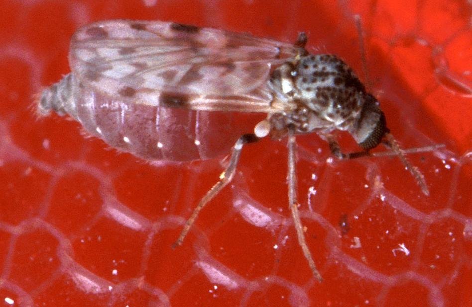 Jején del género Culicoides, el tipo de insecto que transmite el virus Shamonda