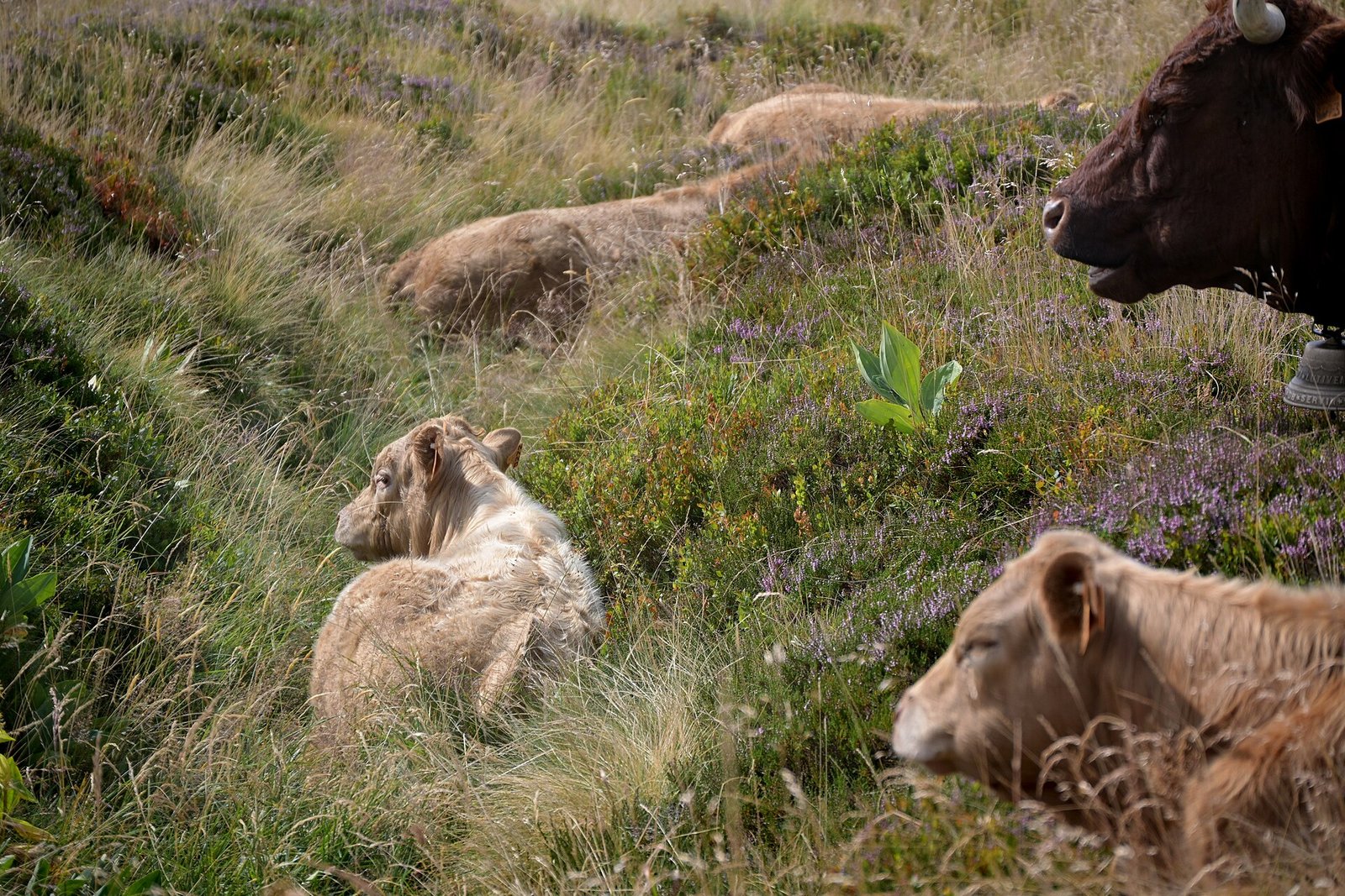 Ganado charolais-salers en el Ballon d'Alsace, Francia